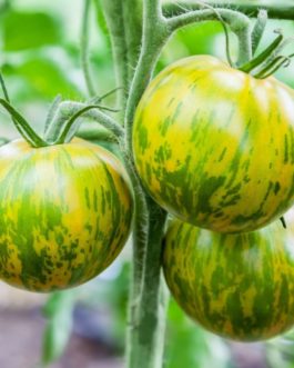 Tomate Green zebra