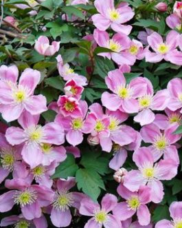 CLEMATITE MONTANA