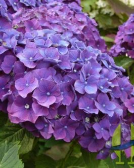 Hortensia Montgomery