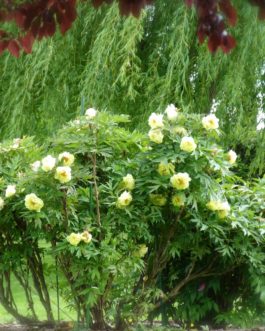 Pivoine Paeonia lutea