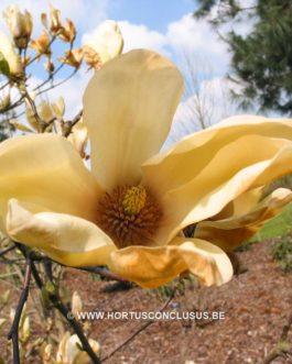 Magnolia yellow lantern