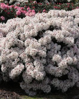 Rhododendron Yakushimanum Annika