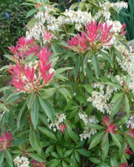 Pieris forest flame