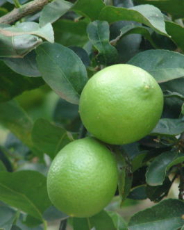 CITRUS LATIFOLIA