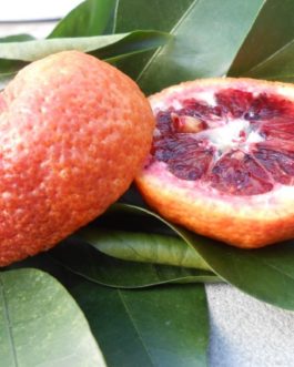 CITRUS OTAITENSIS