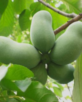 Asimina triloba pawpaw