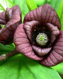 Asimina triloba pawpaw