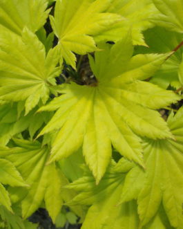 Acer shirasawanum aureum