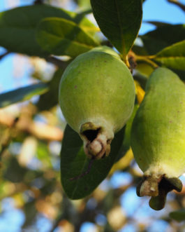 Feijoa sellowiana